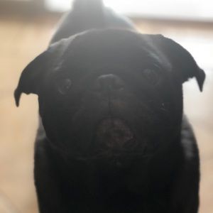 Meet your Posher, Joe